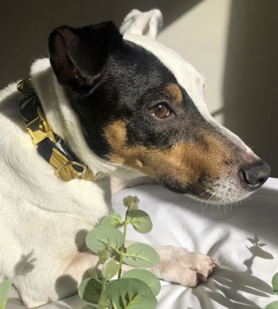 Palm & Paw Autumnal Tropics Print Pet Collar