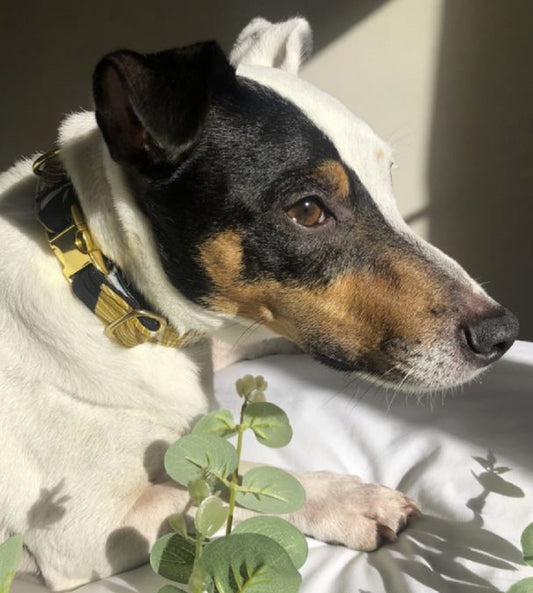 Palm & Paw Autumnal Tropics Print Pet Collar