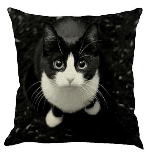 Black and white cat on a decorative pillow with a black background