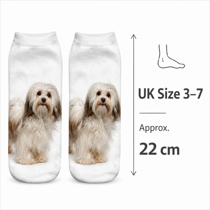 A pair of white trainer socks printed with a fluffy light brown Havanese dog, shown on a white background with size information reading UK Size 3-7, 22 cm, and a small foot outline diagram.