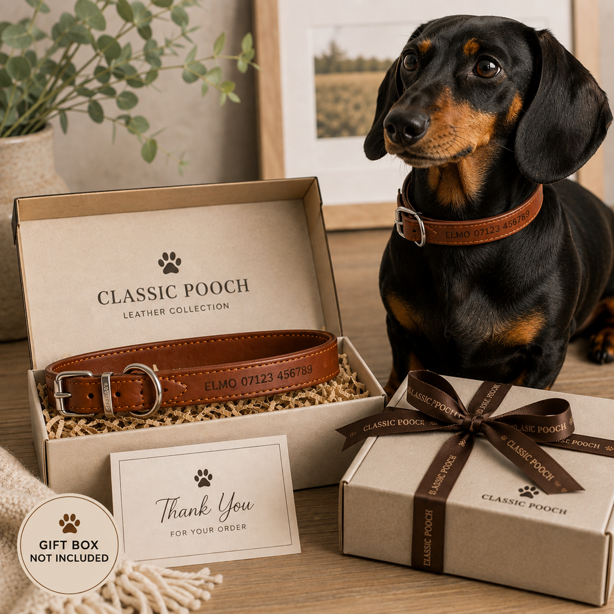 A black-and-tan dachshund sits beside an open Classic Pooch Leather Collection dog collar box showing a brown leather collar, with a branded gift box and thank-you card on a tabletop in a styled indoor setting.