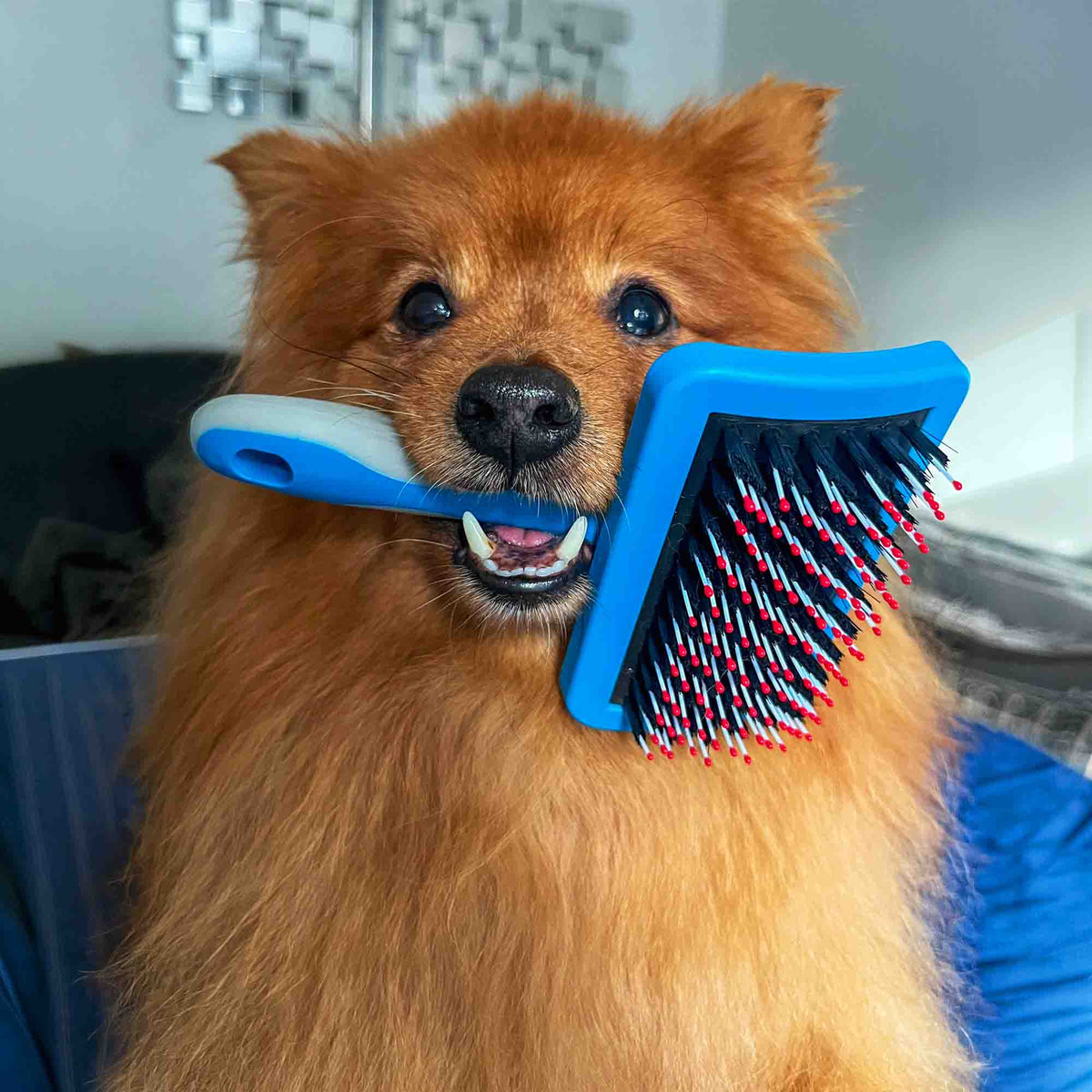 A fluffy orange dog holds a blue pet grooming brush in its mouth, with the brush bristles facing forward. The dog is shown in a real indoor setting with furniture and wall decor visible in the background.