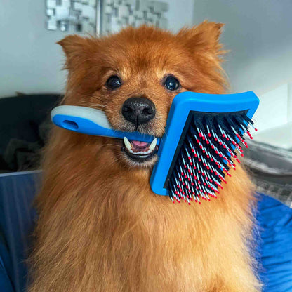 A fluffy orange dog holds a blue pet grooming brush in its mouth, with the brush bristles facing forward. The dog is shown in a real indoor setting with furniture and wall decor visible in the background.