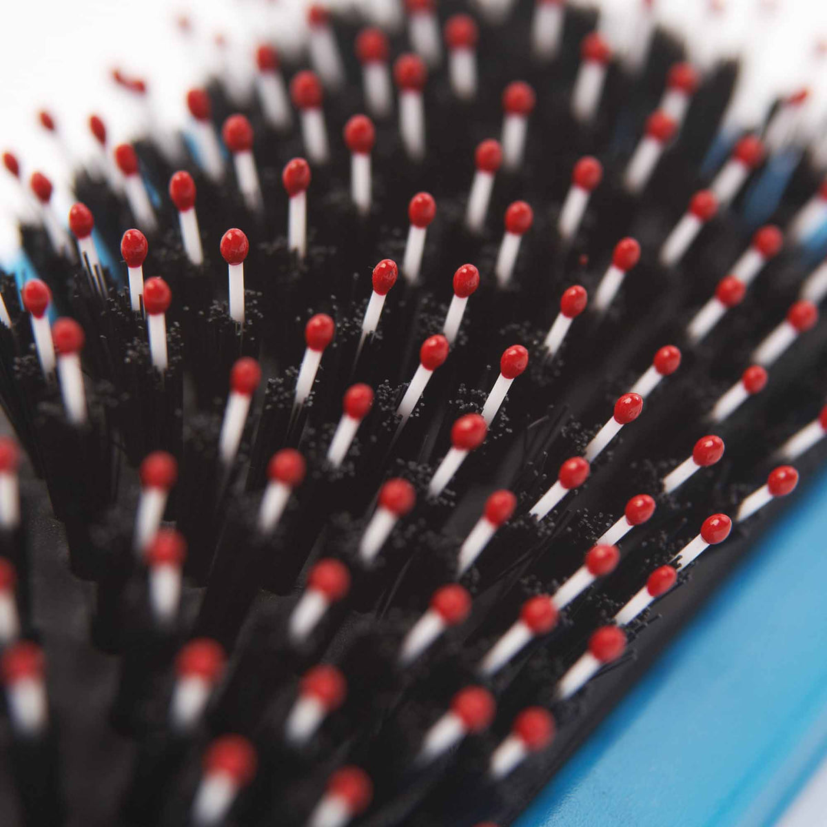 Close-up of an Ancol hedgehog slicker brush with black bristles, red-tipped nylon tips, and a light blue plastic base.