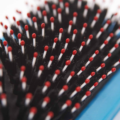 Close-up of an Ancol hedgehog slicker brush with black bristles, red-tipped nylon tips, and a light blue plastic base.
